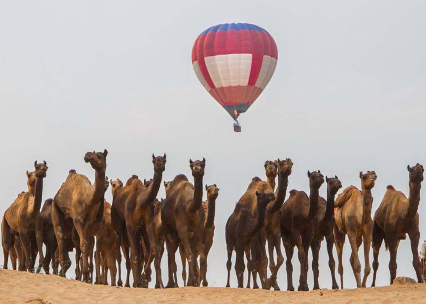 Camel Safari Pushkar